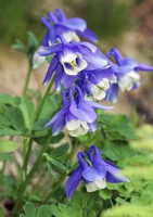 /album/fotogalerie-rostliny/img-8407-bp-jpg/